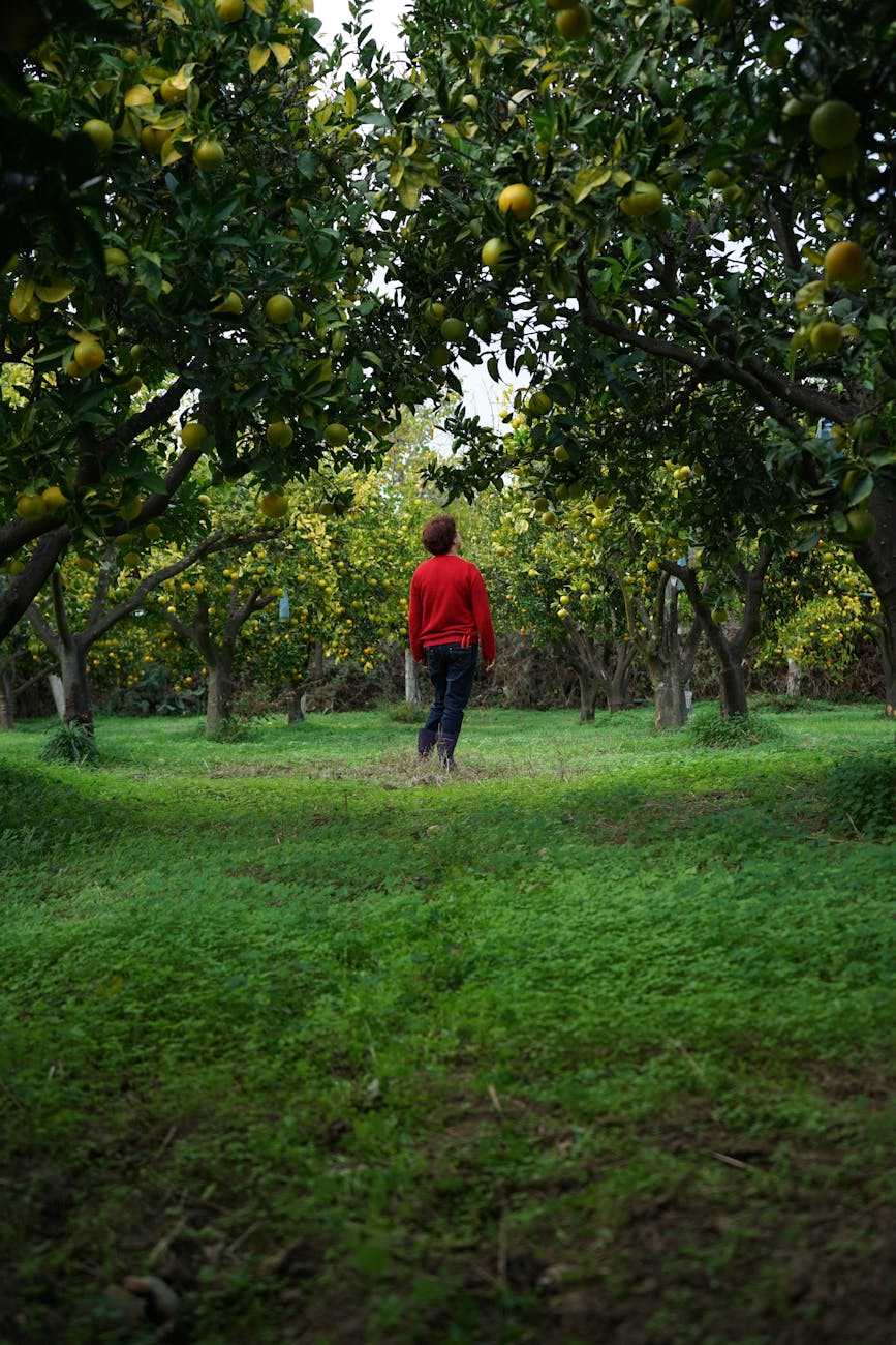 person in red sweater standing between trees